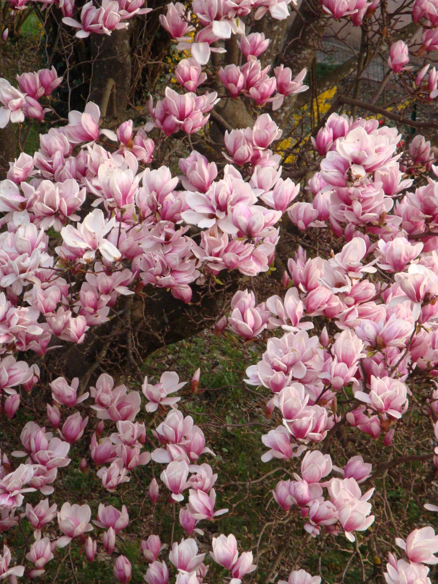 Fleur tulipier